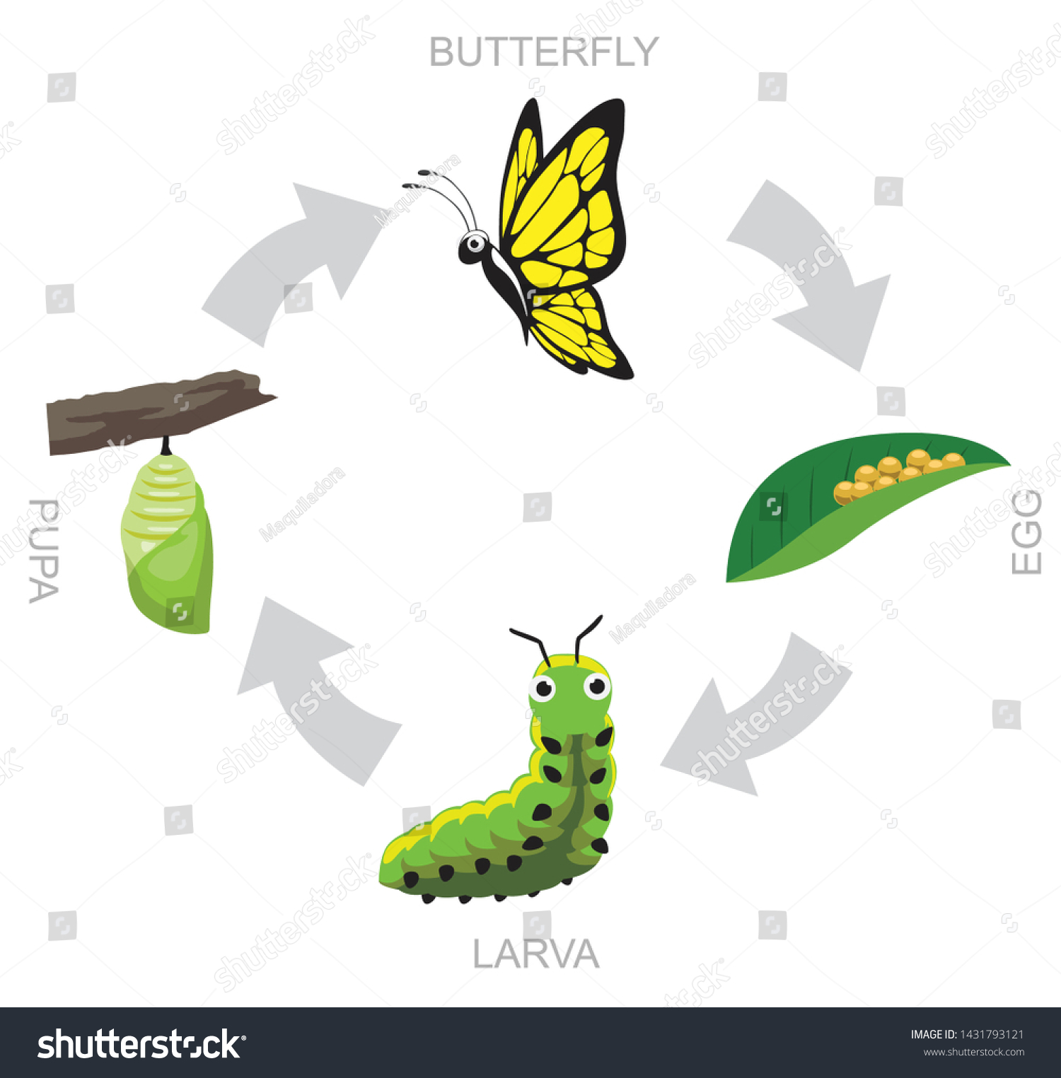 Butterfly Pupa Larva Life Cycle Vector - Royalty Free Stock Vector ...