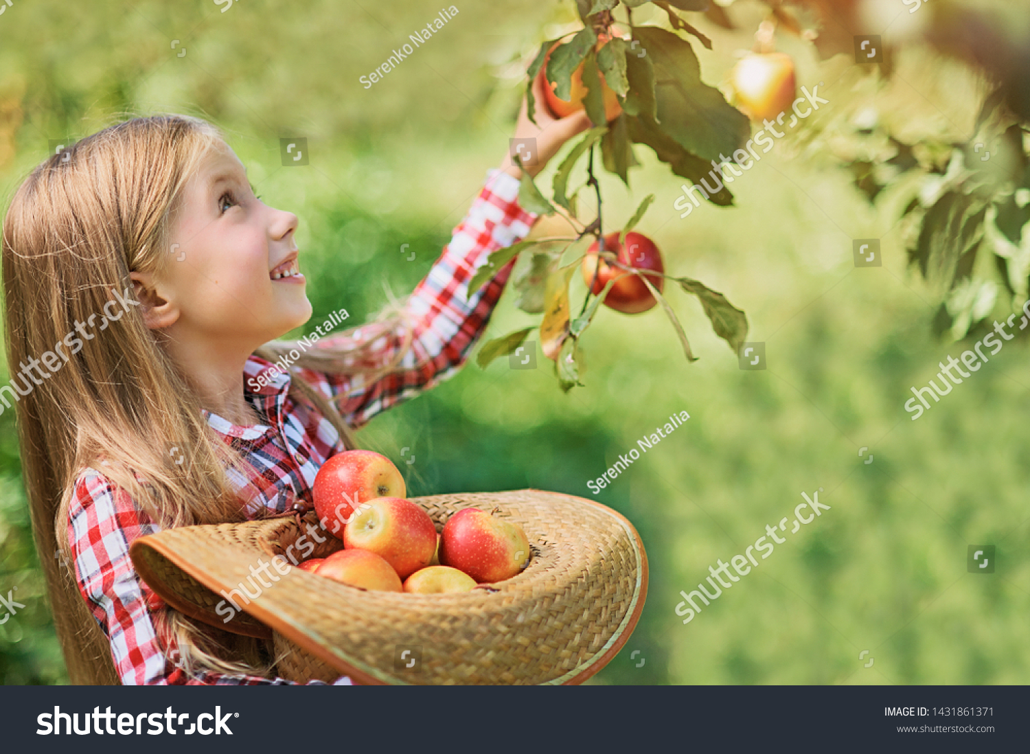 Girl with Apple in the Apple Orchard. Beautiful Girl Eating Organic Apple in the Orchard. Harvest Concept. Garden, Toddler eating fruits at fall harvest. Apple picking. #1431861371
