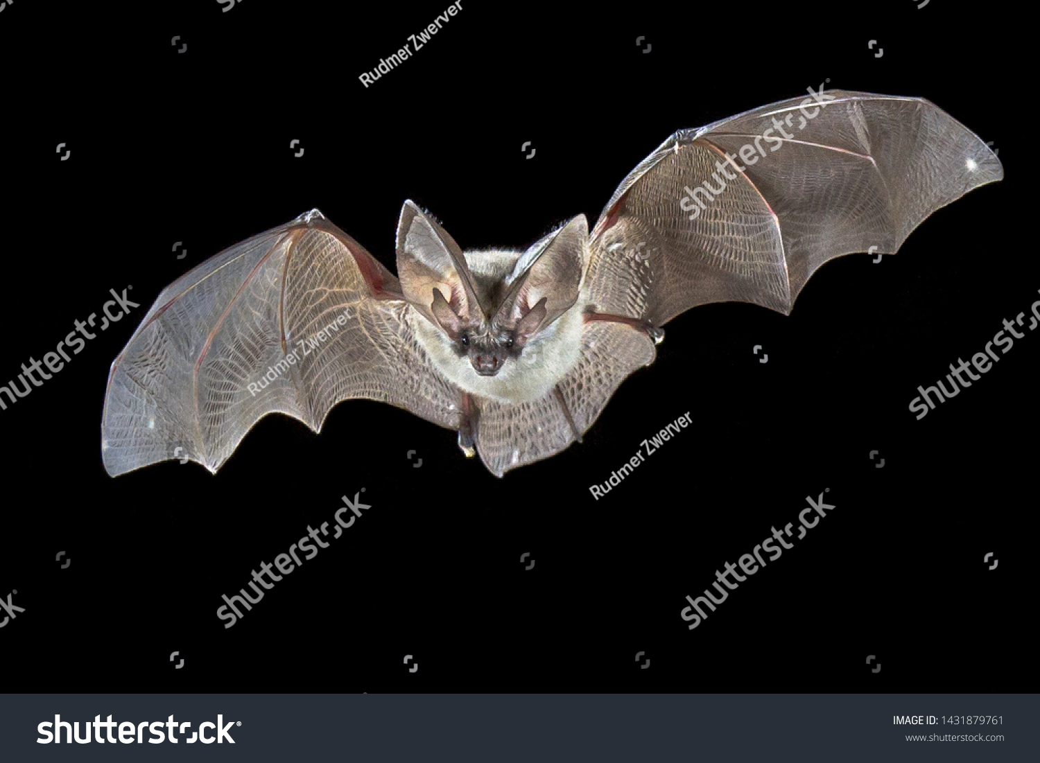 Flying bat isolated on black background. The grey long-eared bat (Plecotus austriacus) is a fairly large European bat. It has distinctive ears, long and with a distinctive fold. It hunts in woodland #1431879761