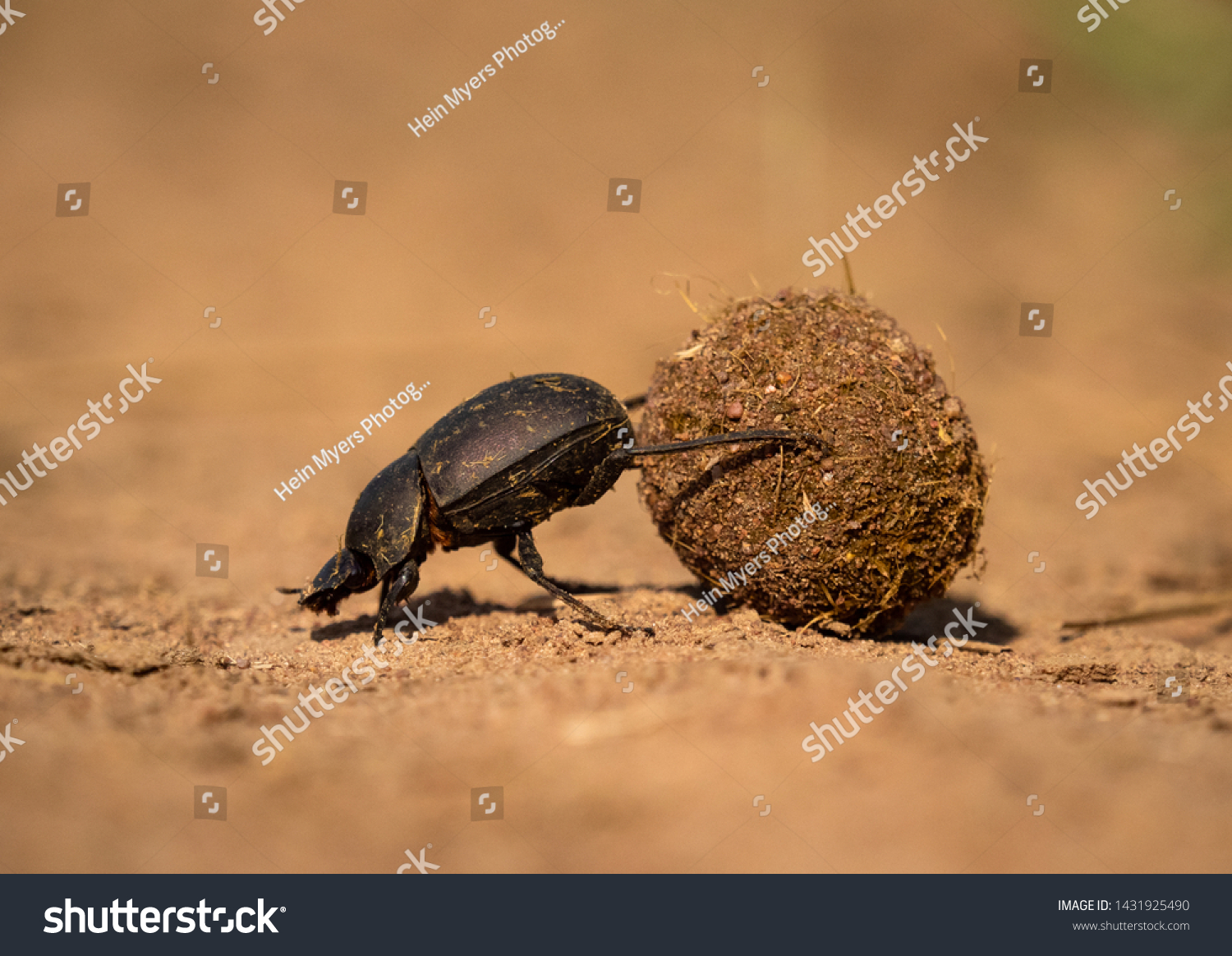 Dung beetle with a decent sized dung ball #1431925490