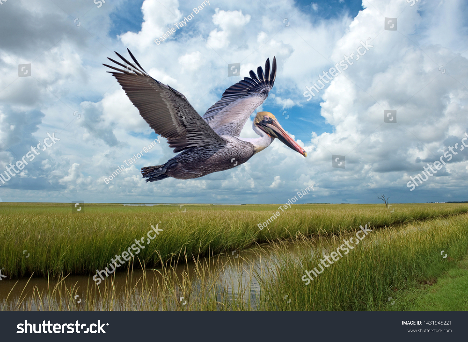 Brown Pelican in Flight Over Marshlands at Grand Isle Louisiana Against Cloudy Sky #1431945221