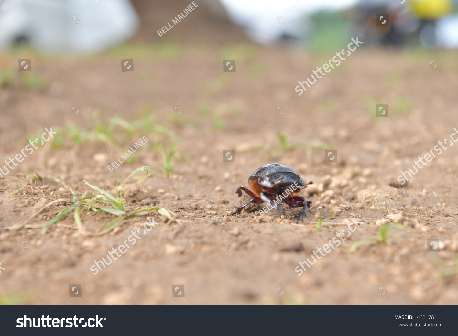 black beetle crawling on soil and grass,Beetles in nature. #1432178411