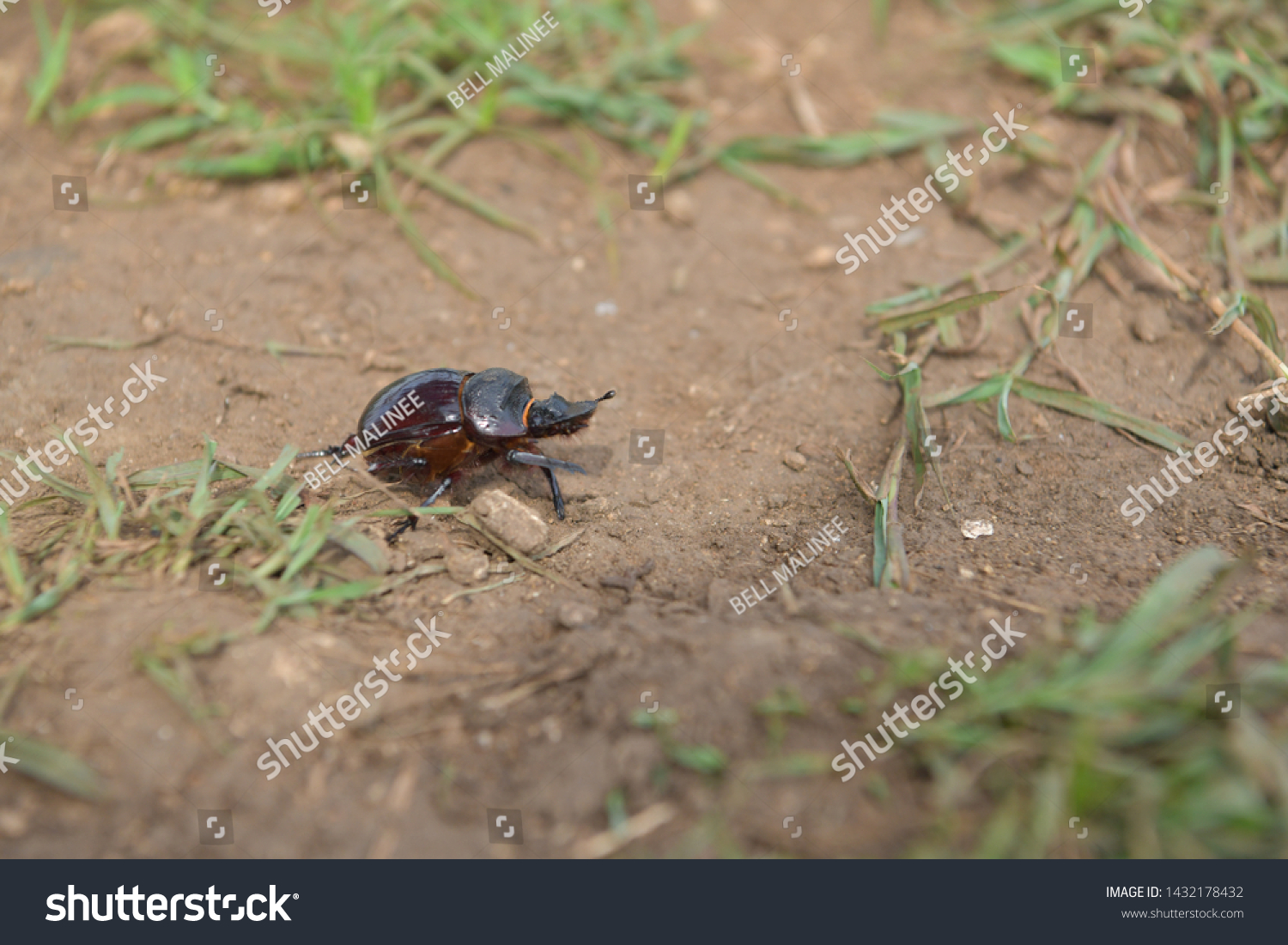 black beetle crawling on soil and grass,Beetles in nature. #1432178432