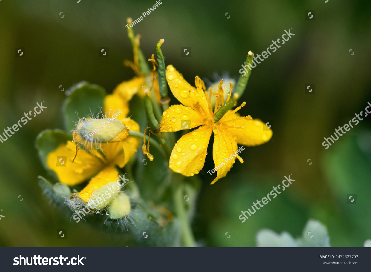 Close up of yellow wild flower in Danubian meadow, Slovakia, Europe #1432327793