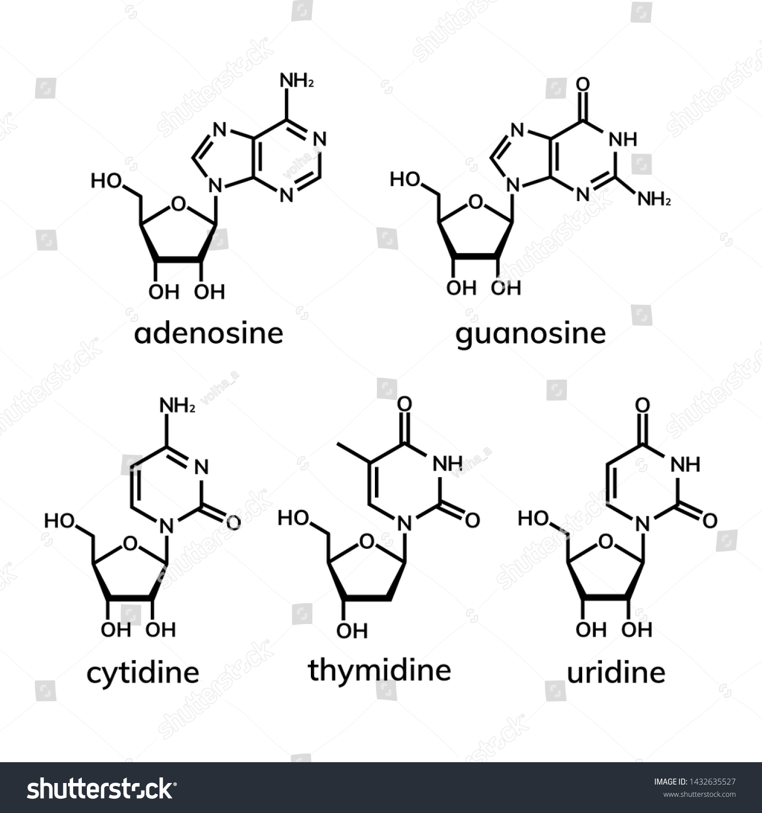 Pyrimidine and purine nucleosides on white - Royalty Free Stock Vector ...