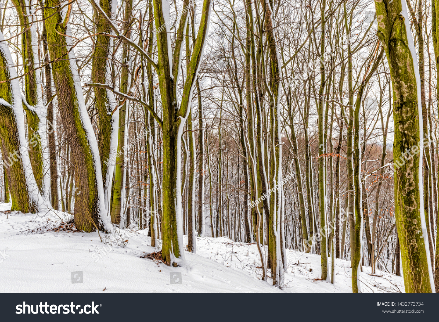 Beautiful winter landscape in the snowy forest, a trip to the south Poland in January. #1432773734