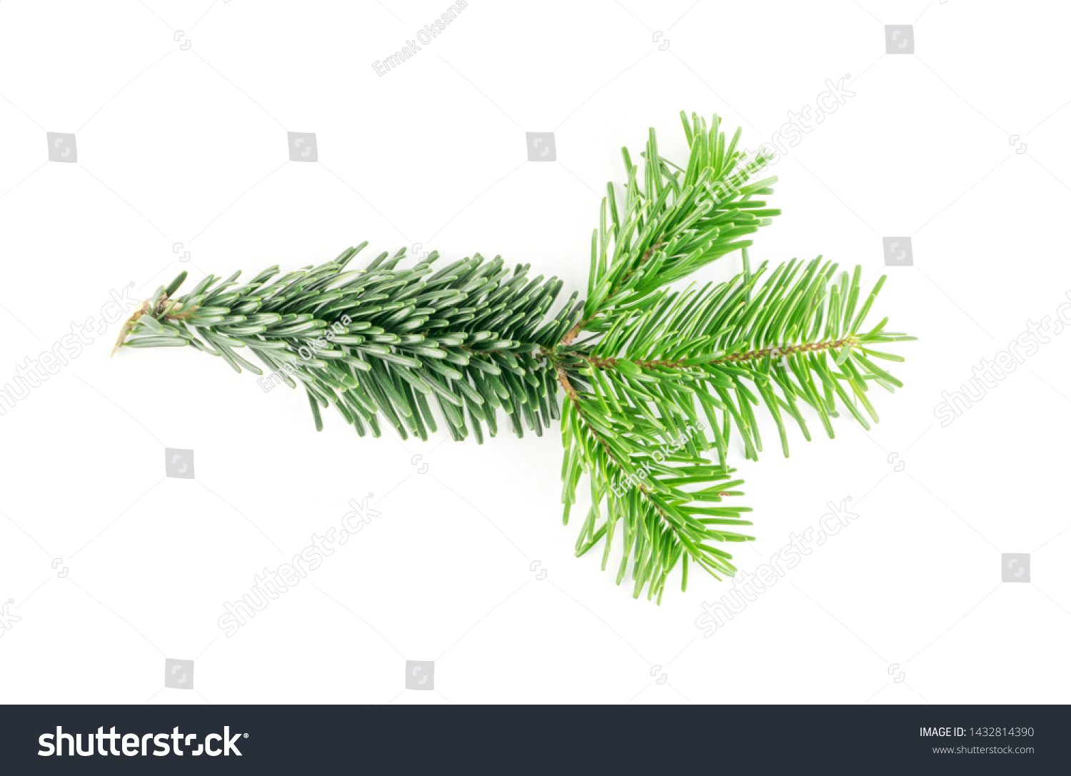 Natural green spruce twig isolated on white background. Lush fir branches or pine twigs sprig texture top view #1432814390