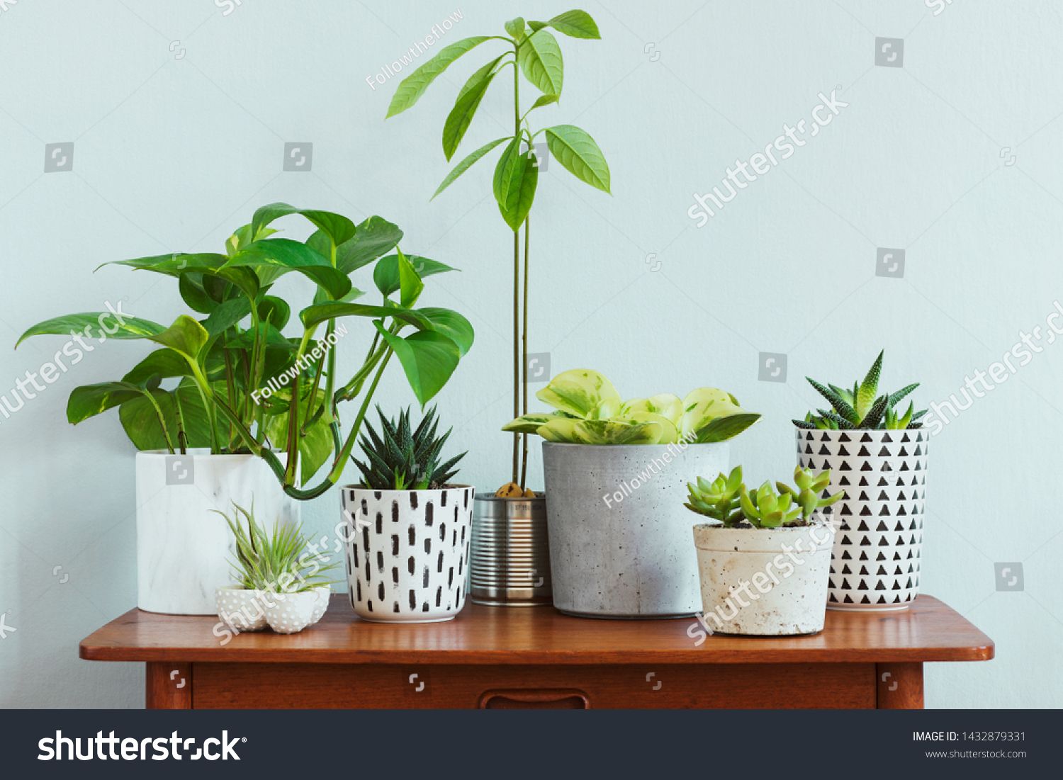Stylish and botany composition of home interior garden filled a lot of plants in different design, elegant pots and avocado plant on the retro table. Gray backgrounds walls.  Spring blossom. Template. #1432879331