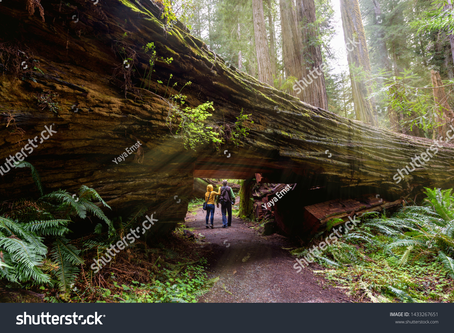 A couple tourists hiking in Redwood National Park, California #1433267651