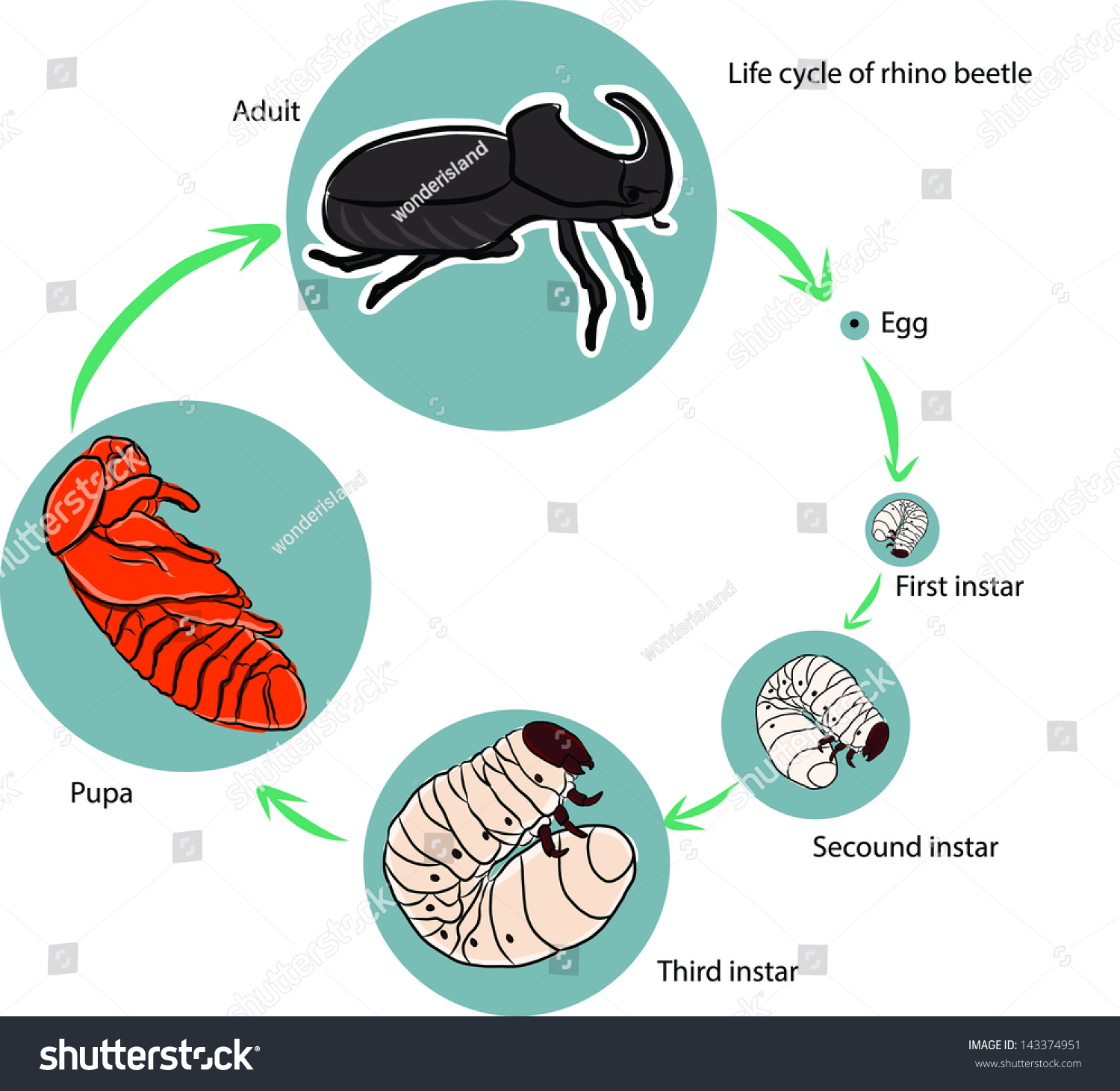 Life cycle of rhino beetle - Royalty Free Stock Vector 143374951