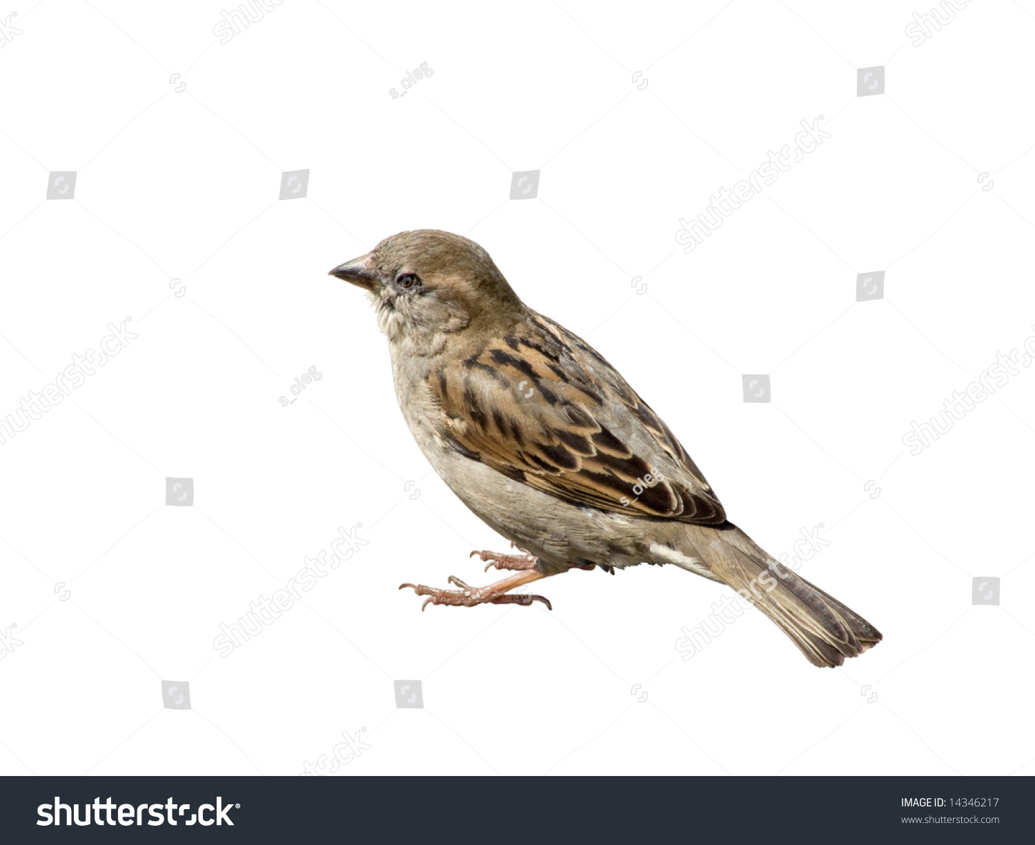 Sparrow #14346217
