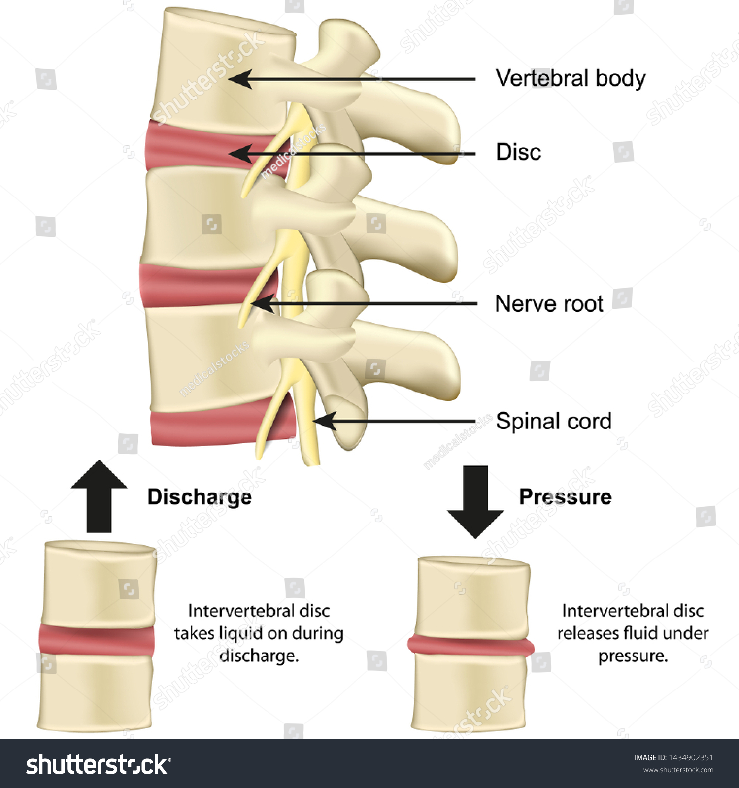 Vertebral body and disc anatomy and Biology Diagrams