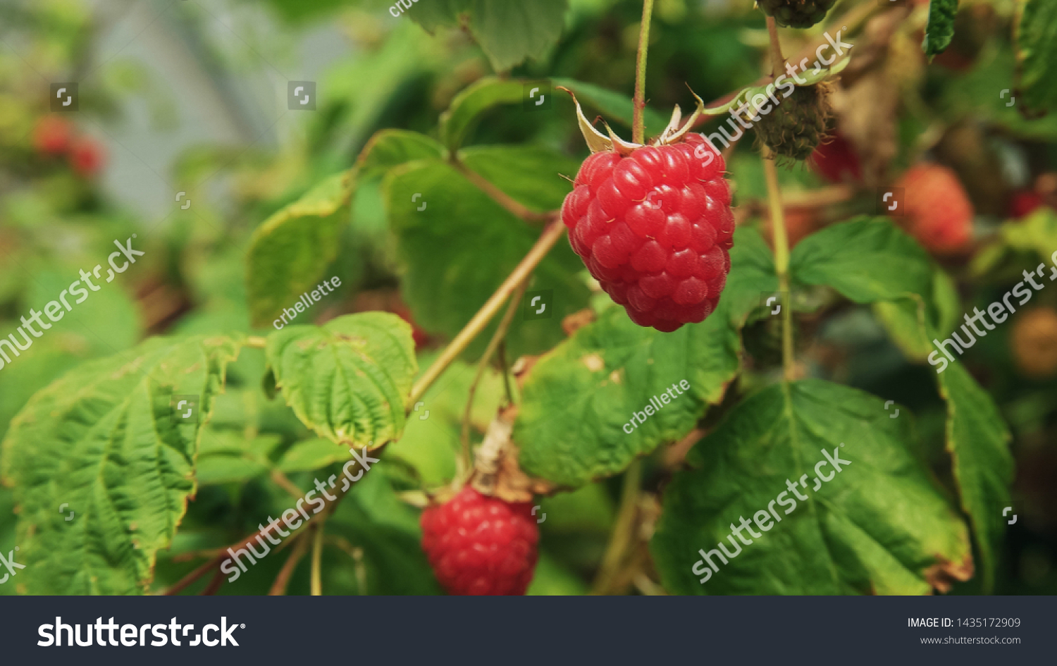 close up of a ripe red raspberry in tasmania #1435172909