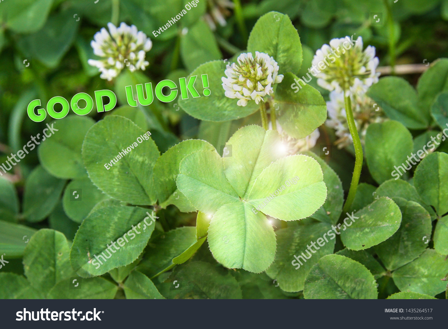clover leaf with four leaves for good luck #1435264517