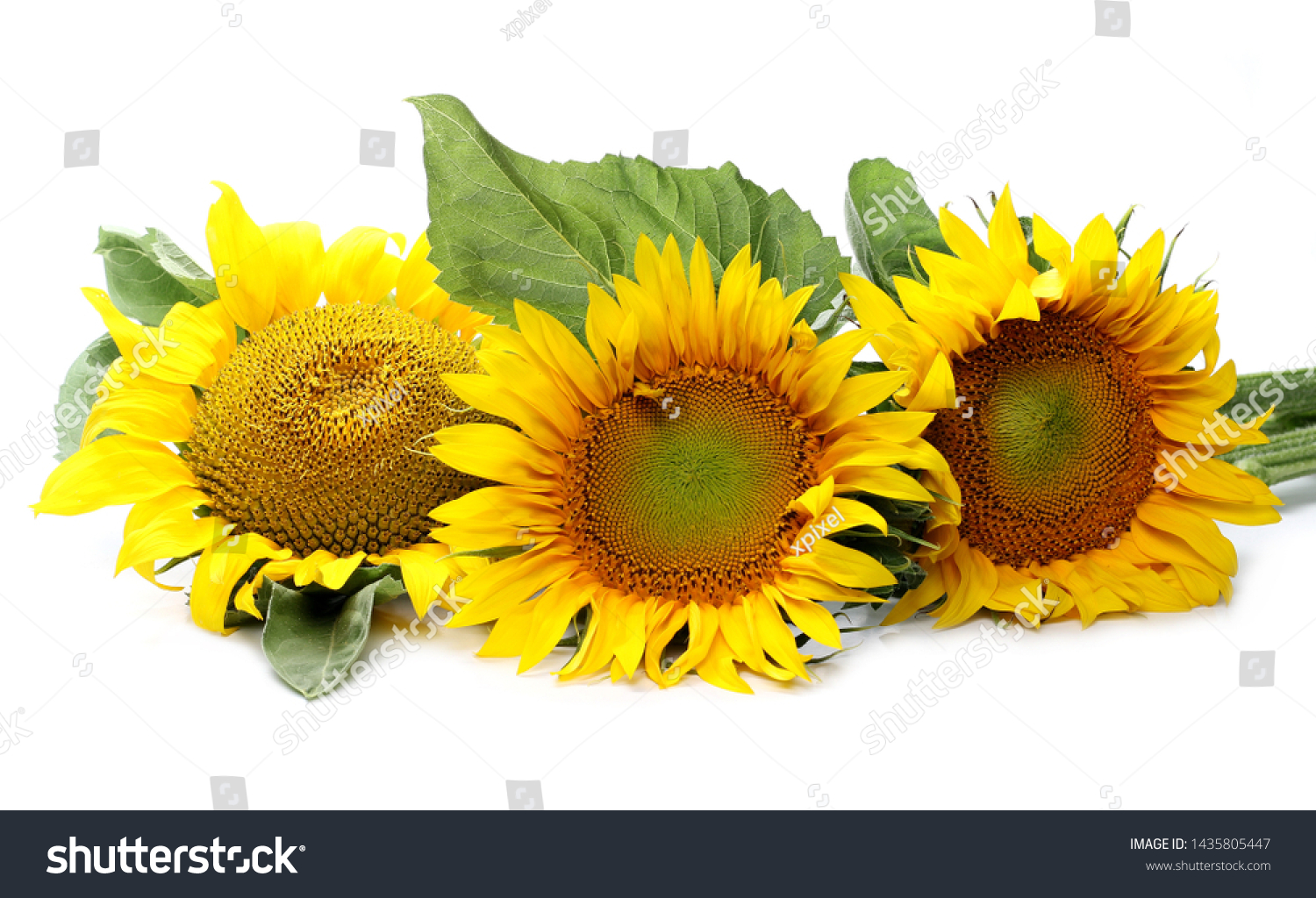 Sunflowers isolated on white background #1435805447