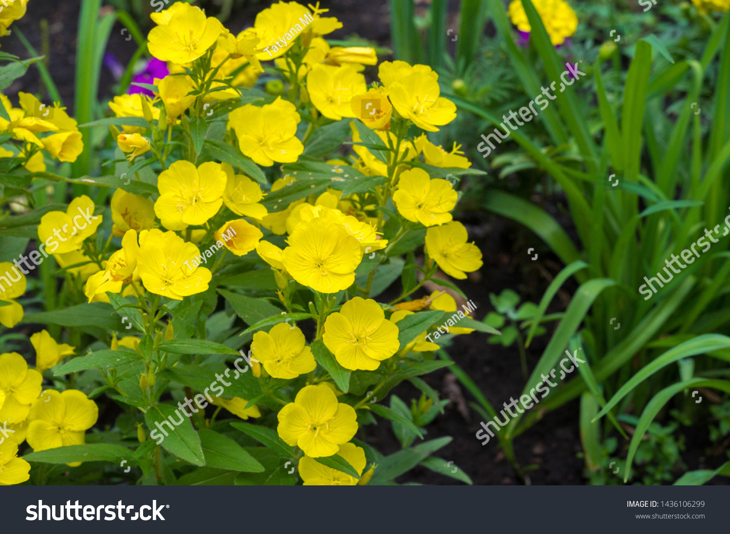Oenothera may have originated in Mexico and Central America. Some Oenothera plants have edible parts. The roots of O. biennis are reported to be edible in young plants. #1436106299