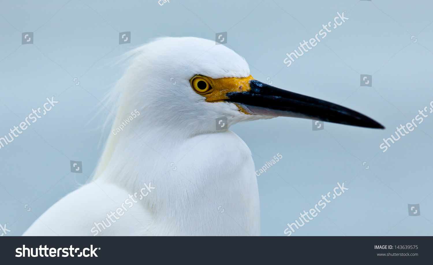 Snowy egret, Egretta thula, portrait, looking to the right, Sanibel Island, Florida #143639575