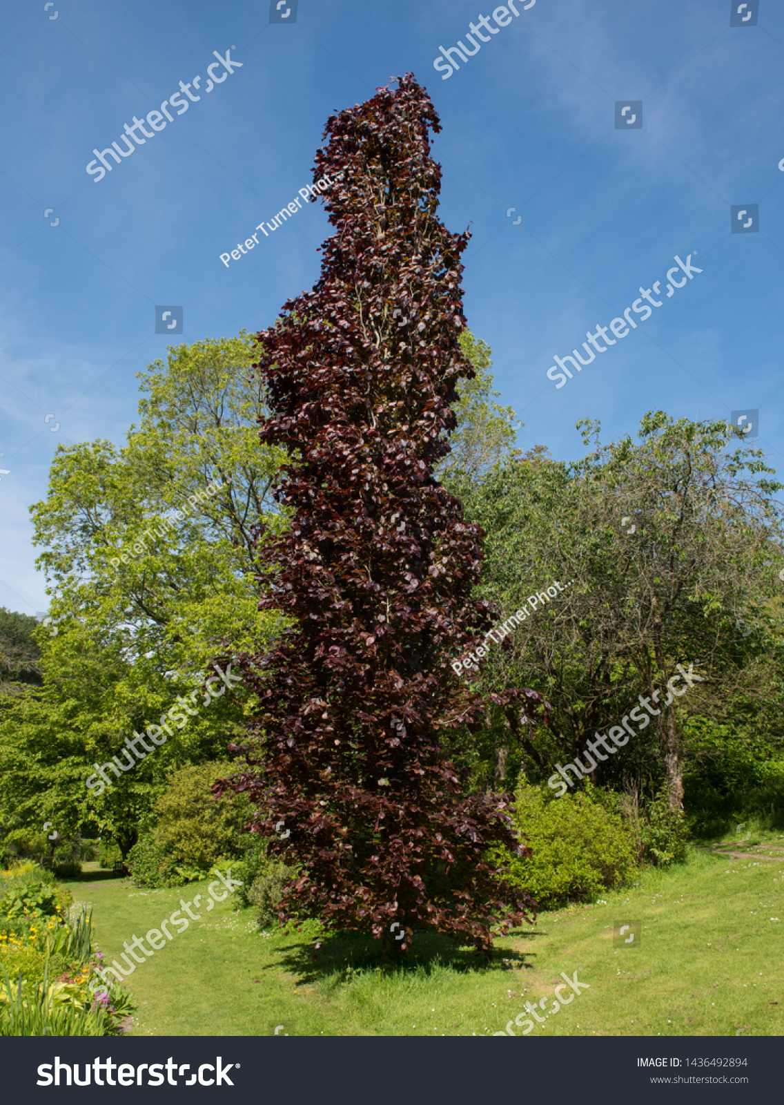 Spring Foliage of Dawyck Purple Beech Tree (Fagus sylvatica) in a Country Cottage Garden in Rural Devon, England, UK #1436492894