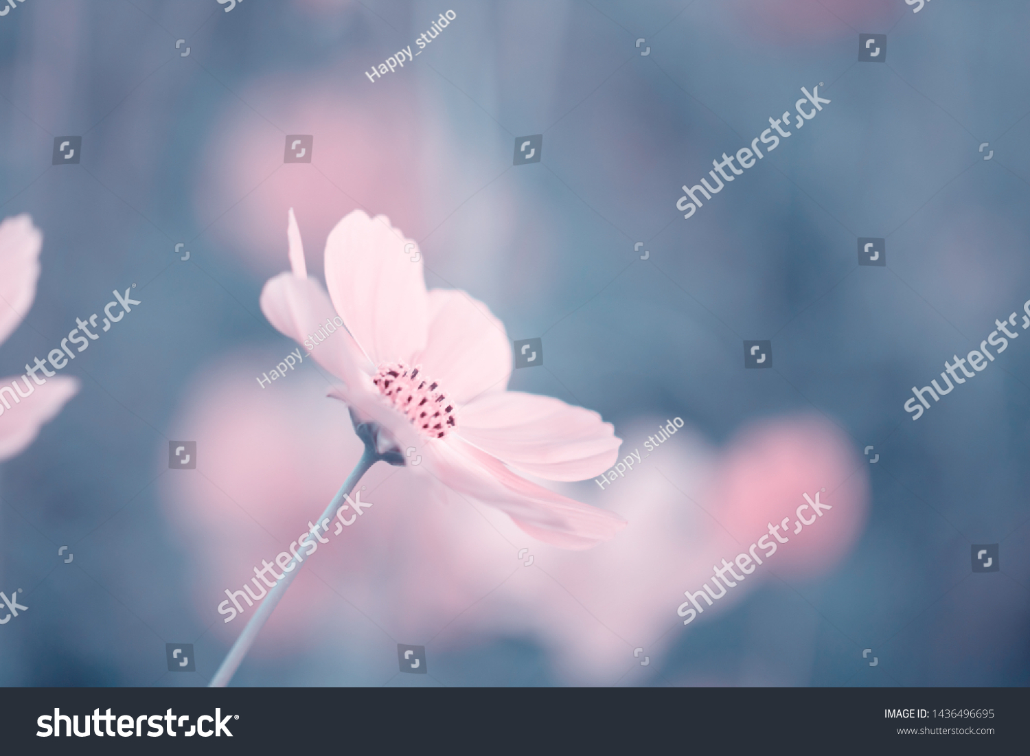 Cosmos flowers for background and postcard,Abstract,texture,Soft and blur style. #1436496695