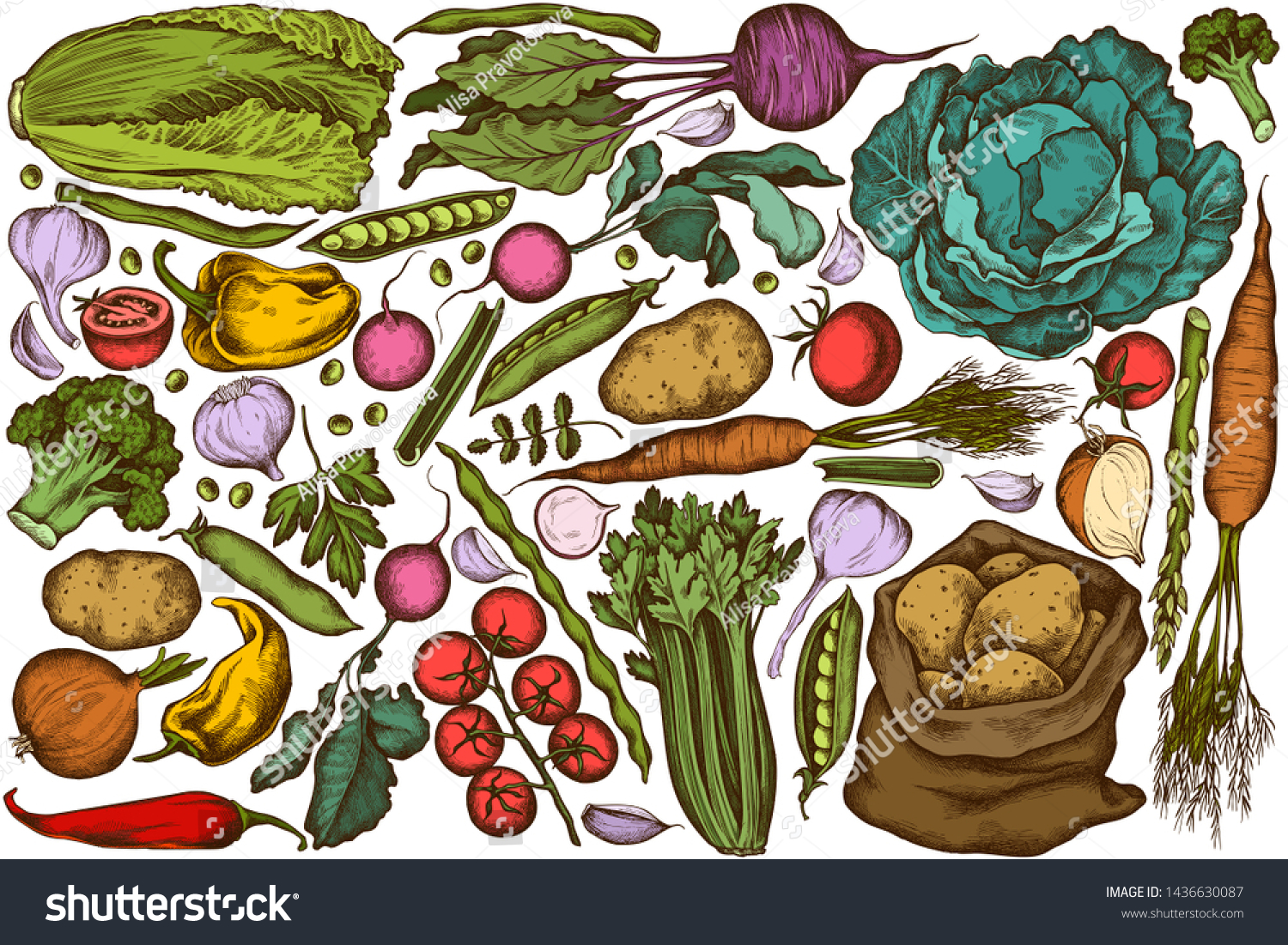 Vector set of hand drawn colored onion, garlic, pepper, broccoli, radish, green beans, potatoes, cherry tomatoes, peas, celery, beet, greenery, chinese cabbage, cabbage, carrot #1436630087