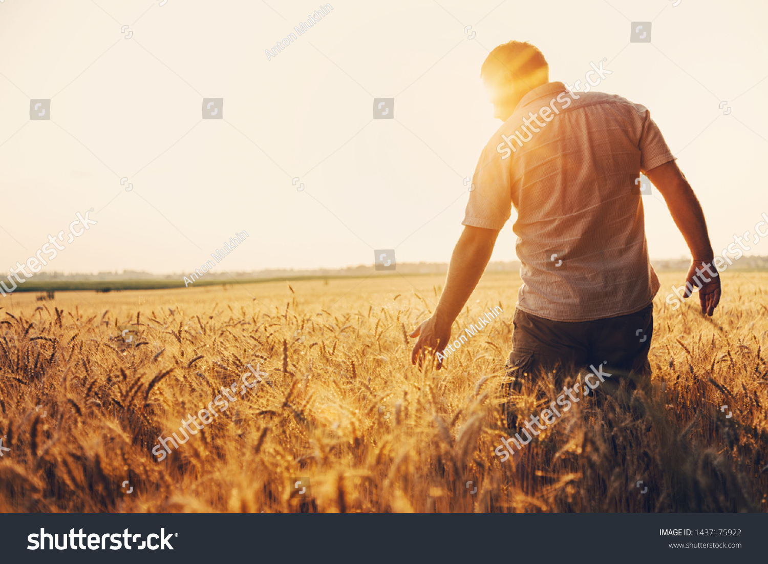 Silhouette of Man agronomist farmer in golden wheat field. Male holds ears of wheat in hand. #1437175922