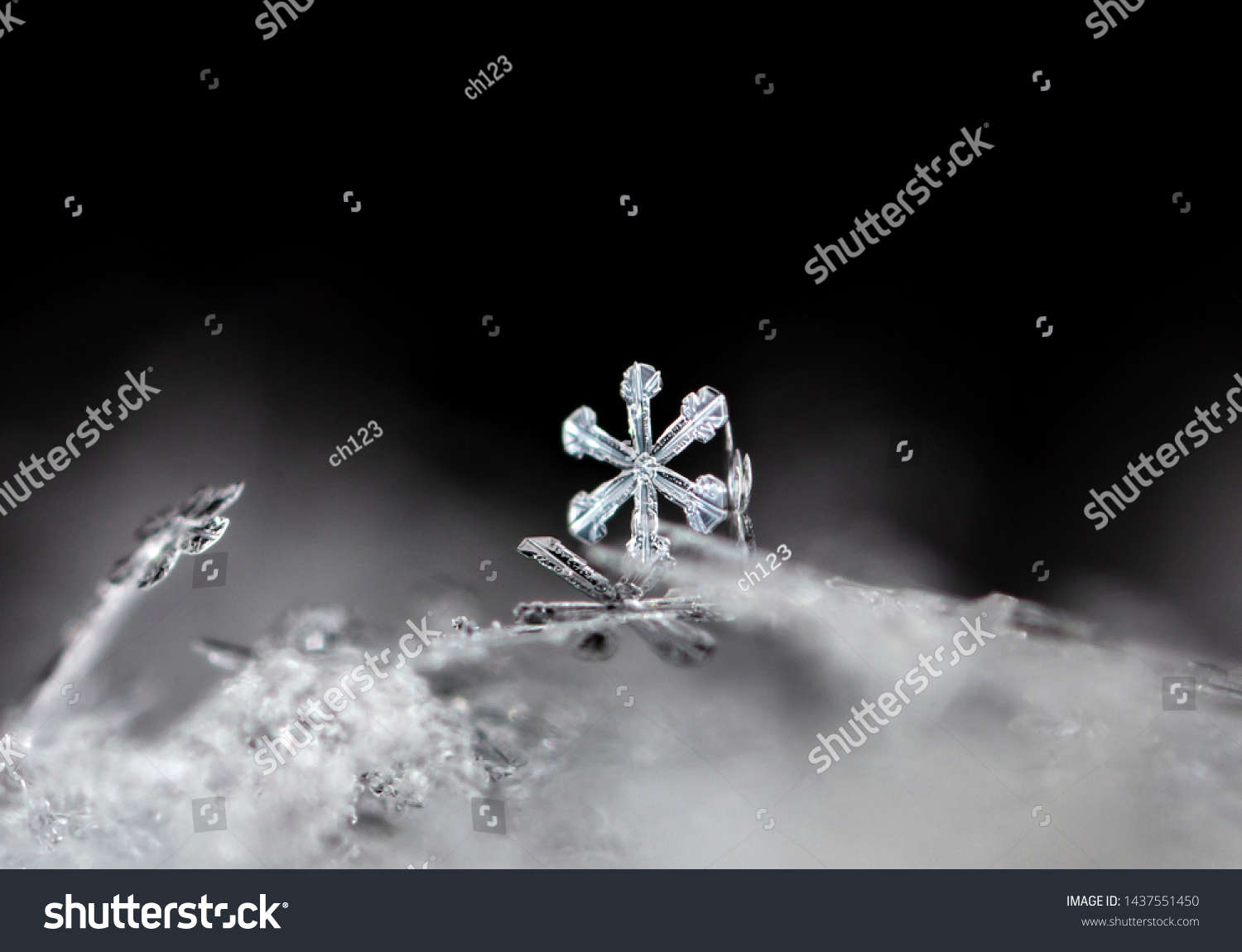 snowflake, little snowflake on the snow #1437551450