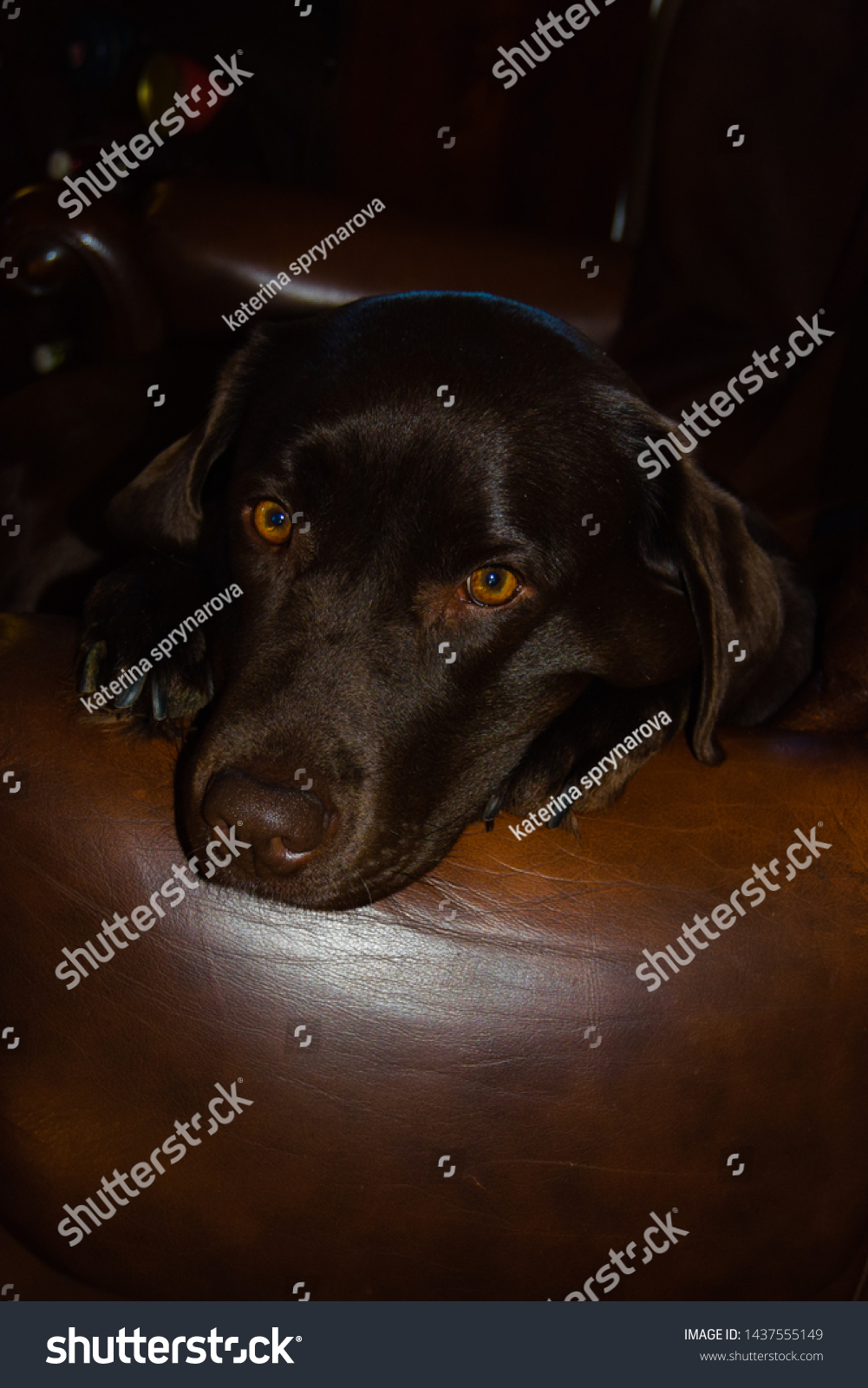 Beautiful brown dog Labrador retriever #1437555149