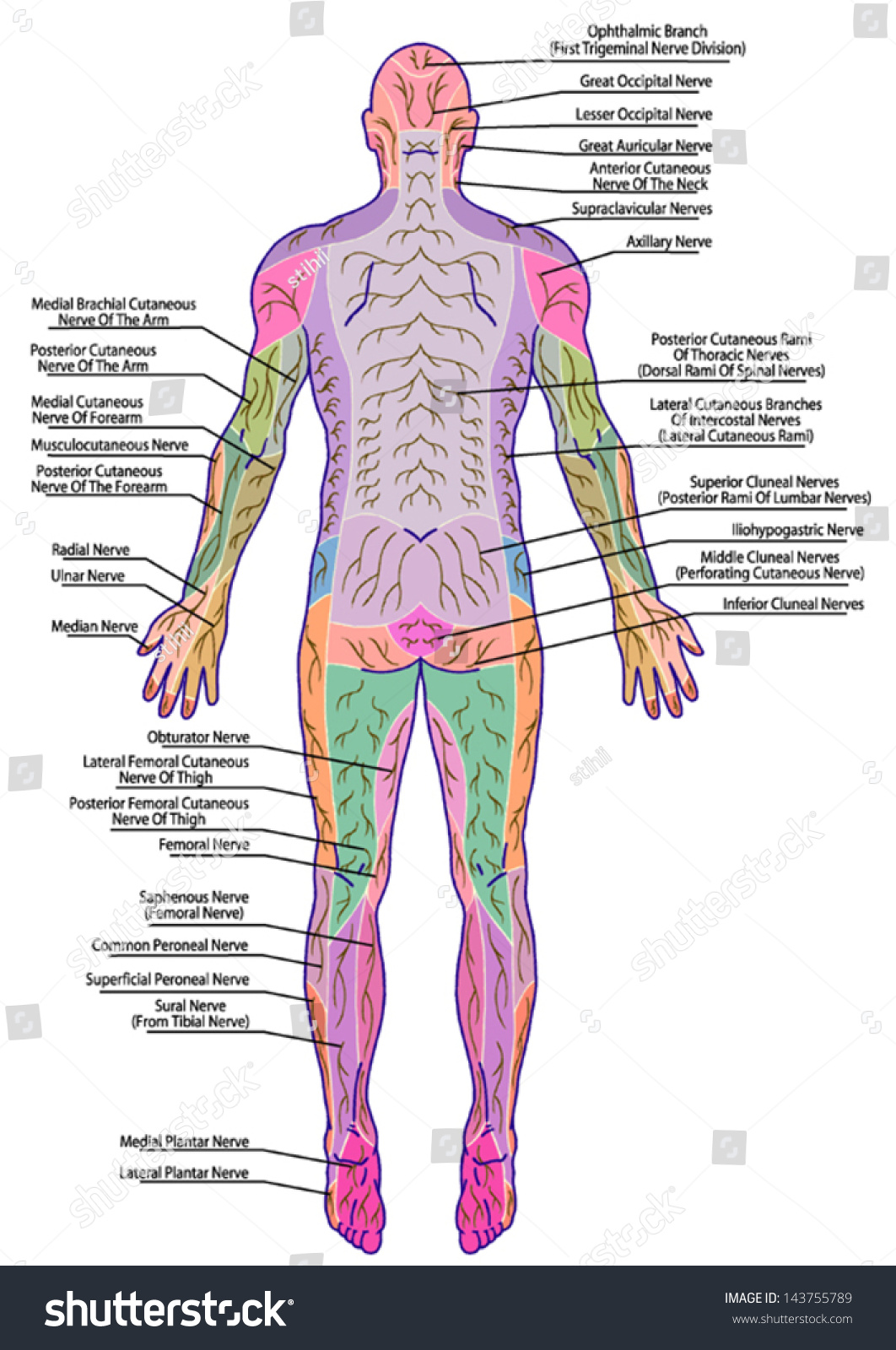 drawing, medical, didactic board of anatomy of - Royalty Free Stock ...