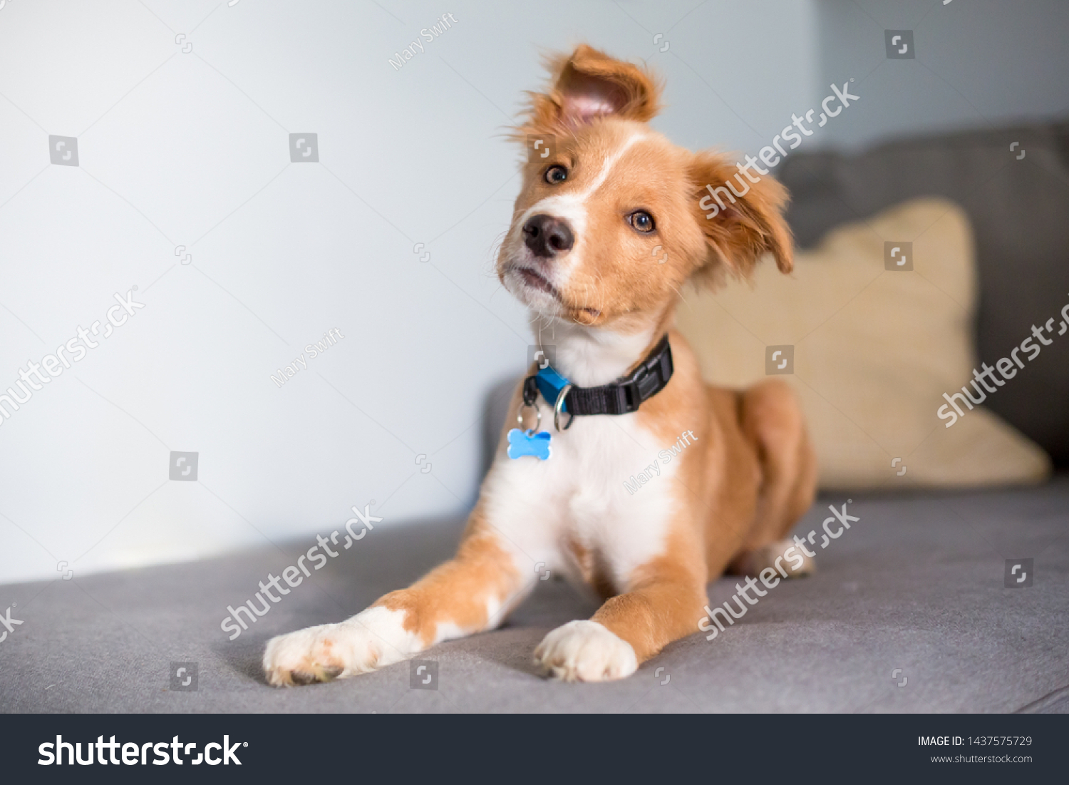 A cute red and white mixed breed puppy lying on a couch and listening with a head tilt #1437575729