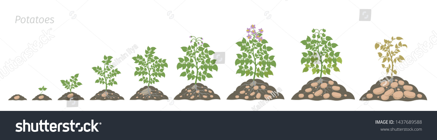 Crop stages of potatoes plant. Growing spud - Royalty Free Stock Vector ...