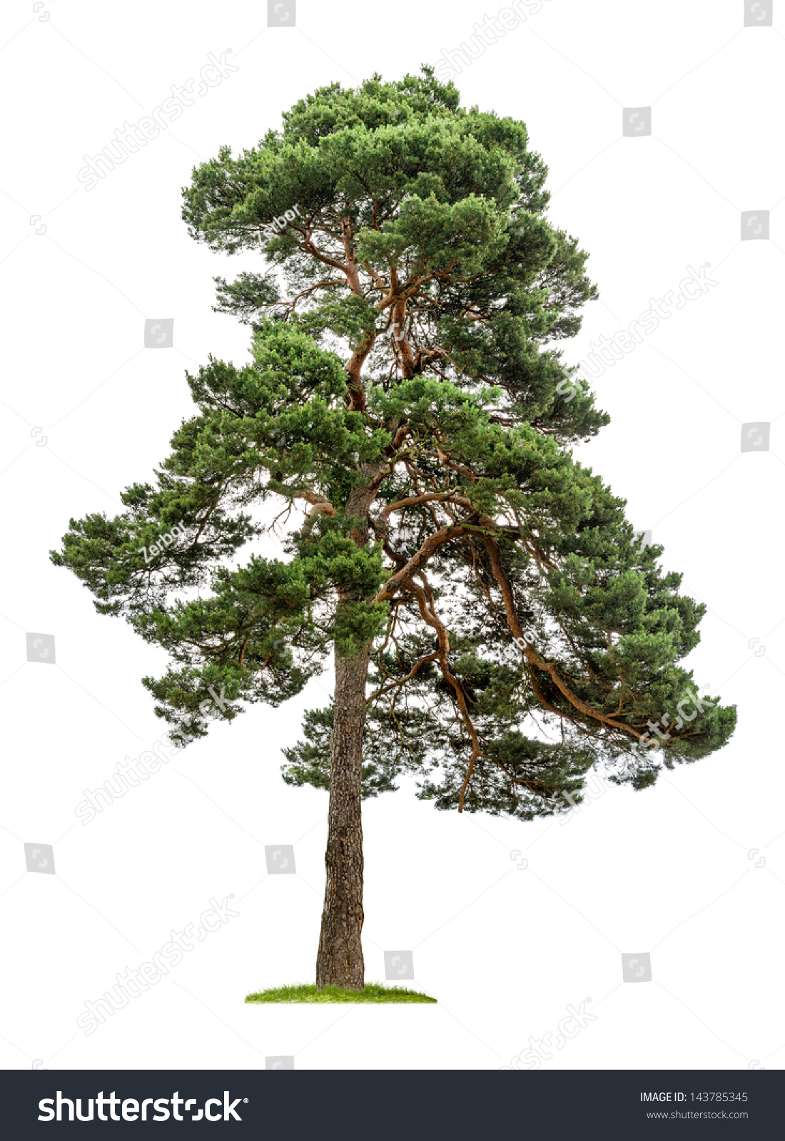 isolated pine tree on a white background #143785345