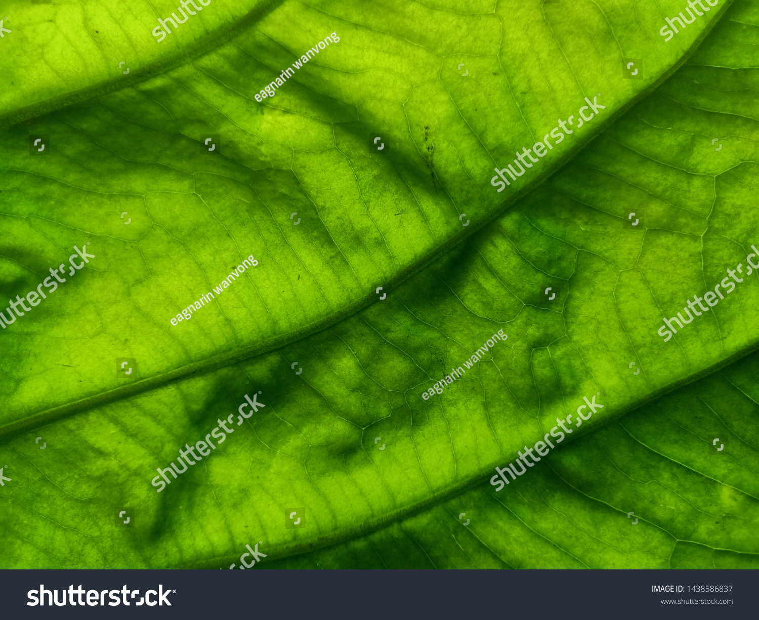 Green background, leaves, leaves, leaves reflecting natural light #1438586837