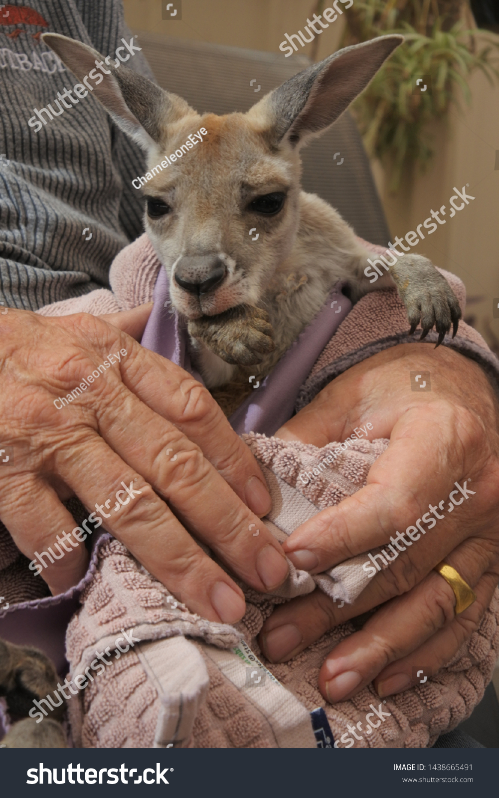 Unrecognizable Person holding a Kangaroo joey. A kangaroo joey is toilet trained from birth #1438665491