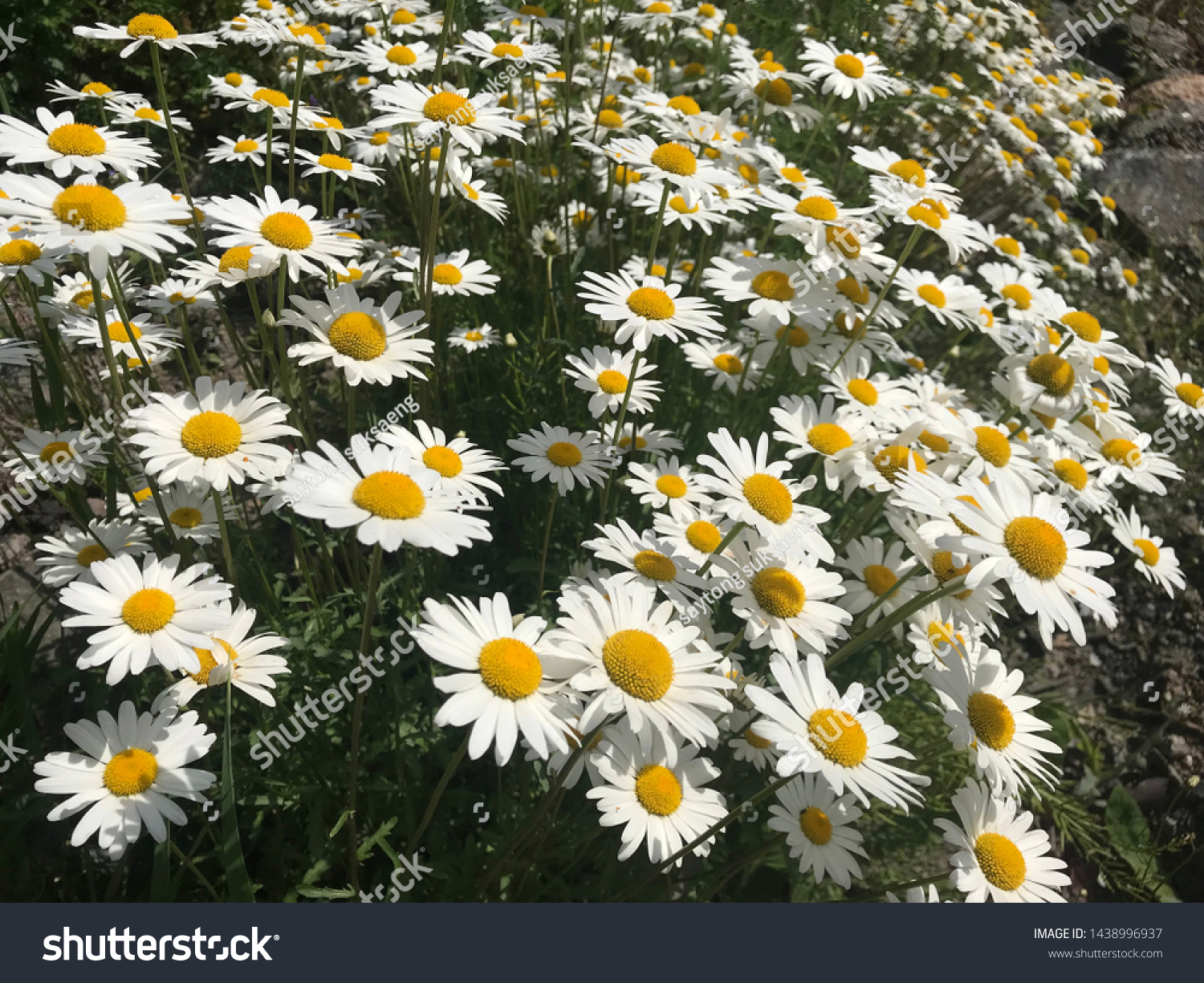 Flowering of daisies. Oxeye daisy, Leucanthemum vulgare, Daisies, Dox-eye, Common daisy, Dog daisy, Moon daisy. Macro details of white colored. #1438996937