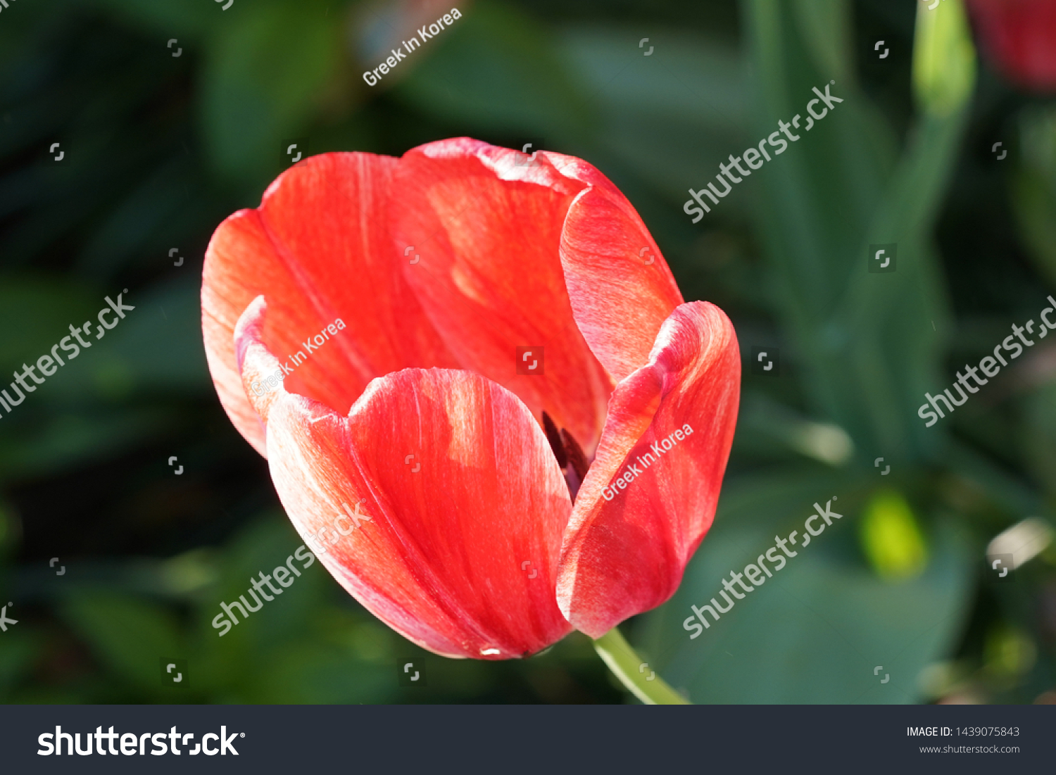 An up close bright tulip #1439075843