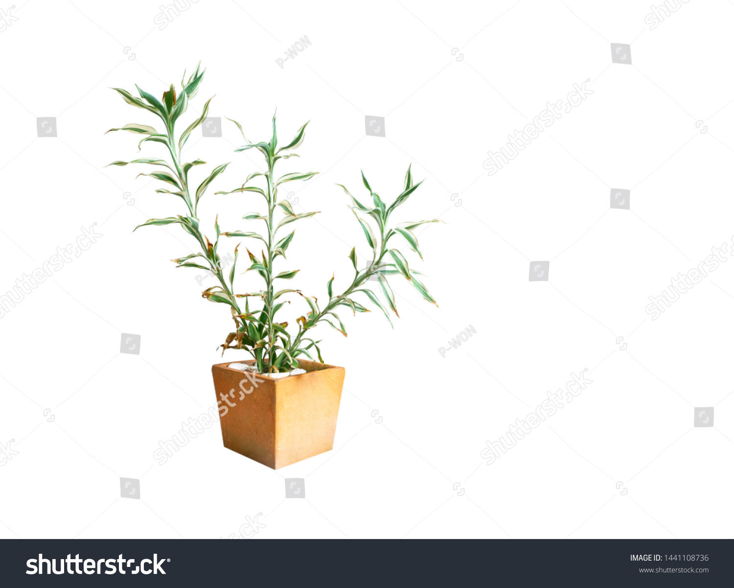 Ornamental plants or garden plants tree in pot isolated on white background with clipping path #1441108736