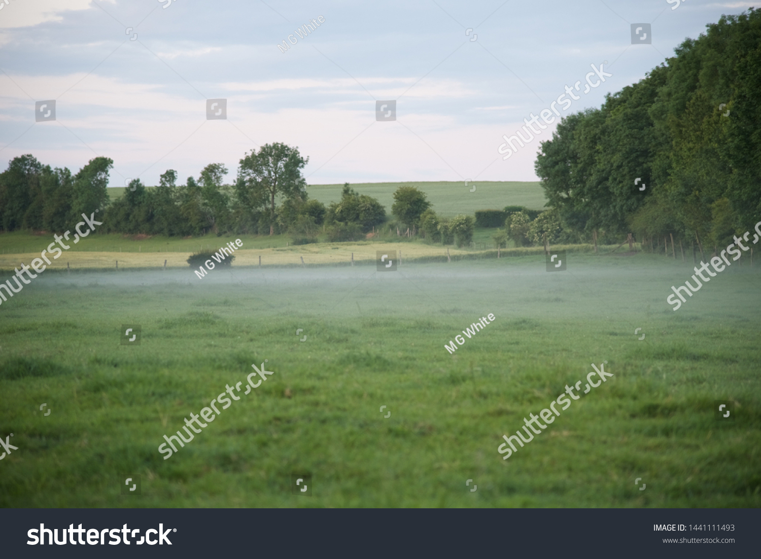 Mist: a low mist hangs over a field in the early evening of a June day in northern France #1441111493