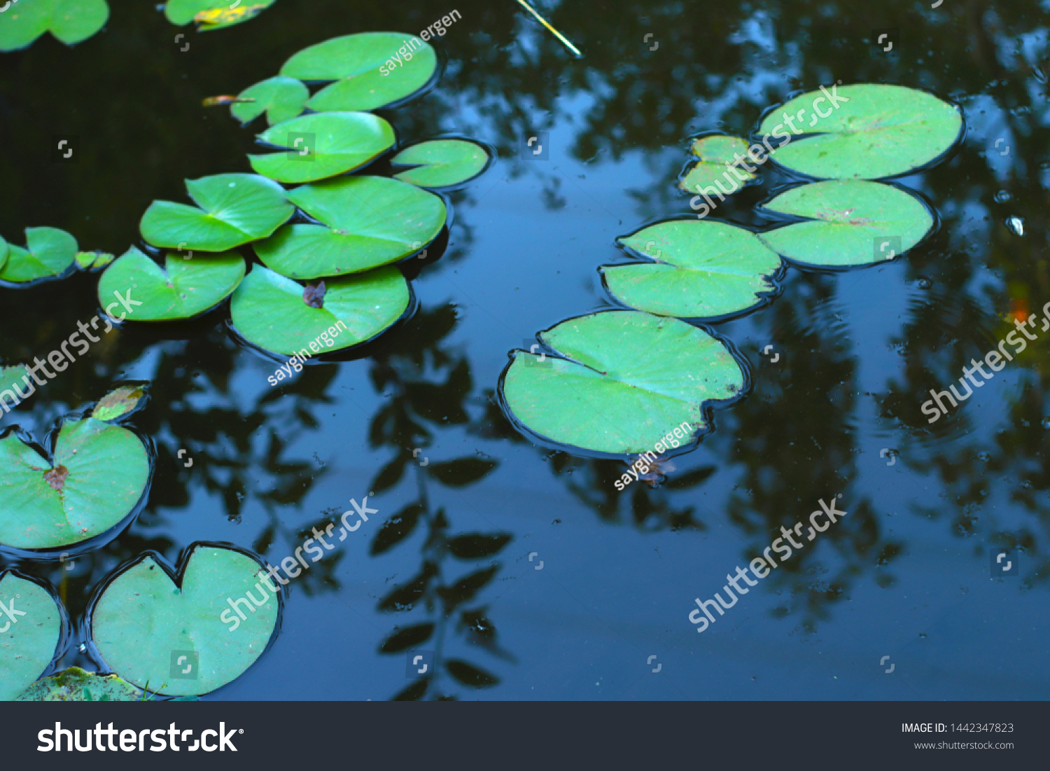 lotus flowers on the lake #1442347823