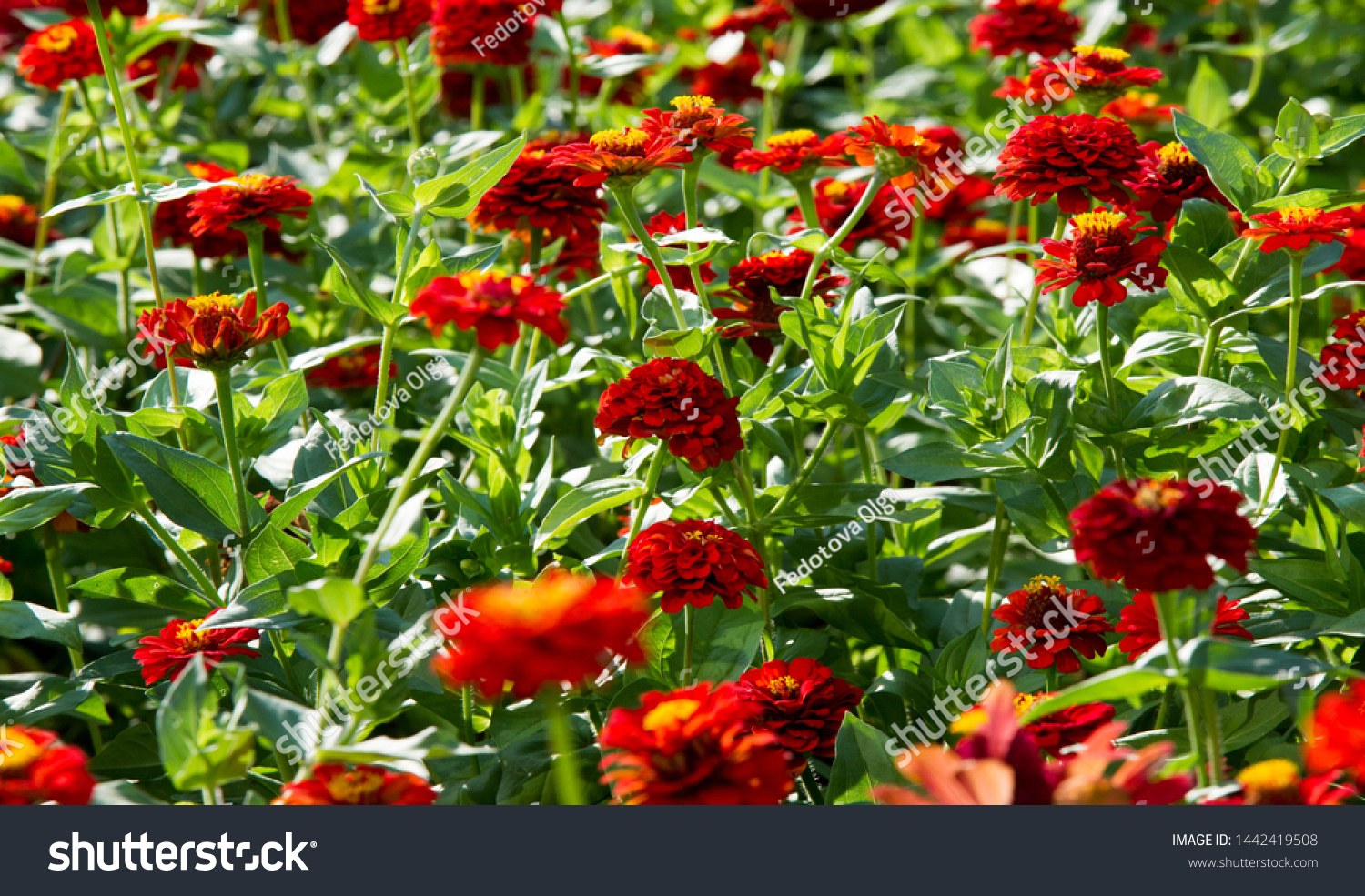 Zinnias are annual plants, shrubs and sub-shrubs growing mainly in North America, Zinnias can be white, greenish yellow, yellow, orange, red, purple or lilac. #1442419508