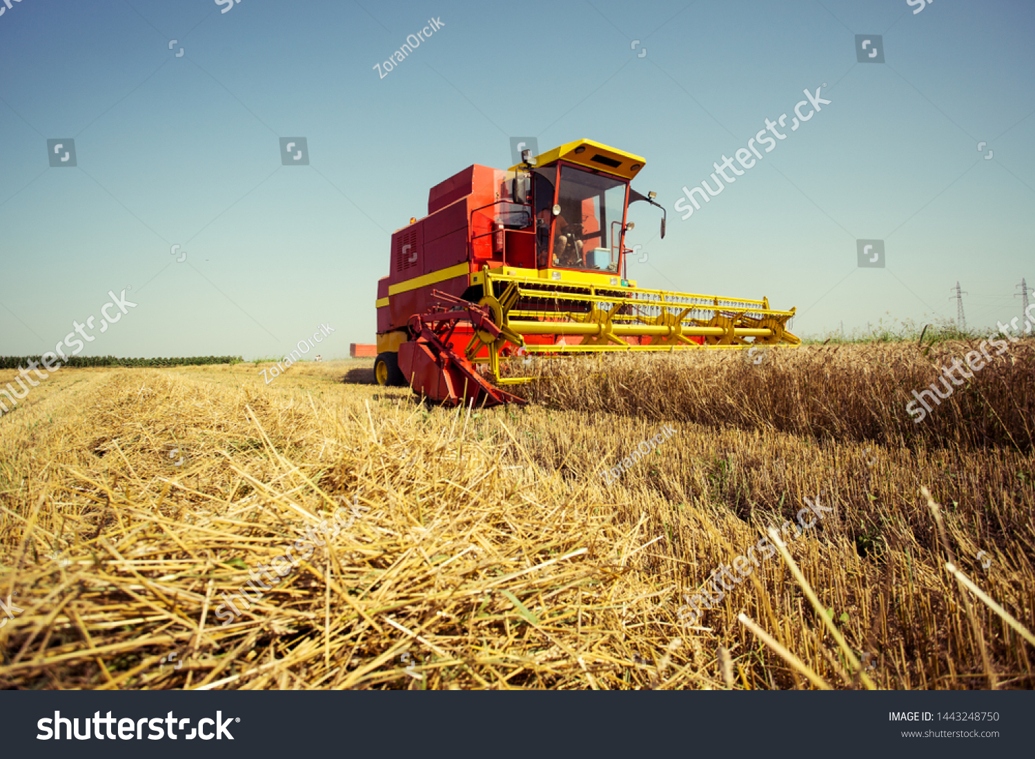 Combine harvesting in a field of golden wheat #1443248750