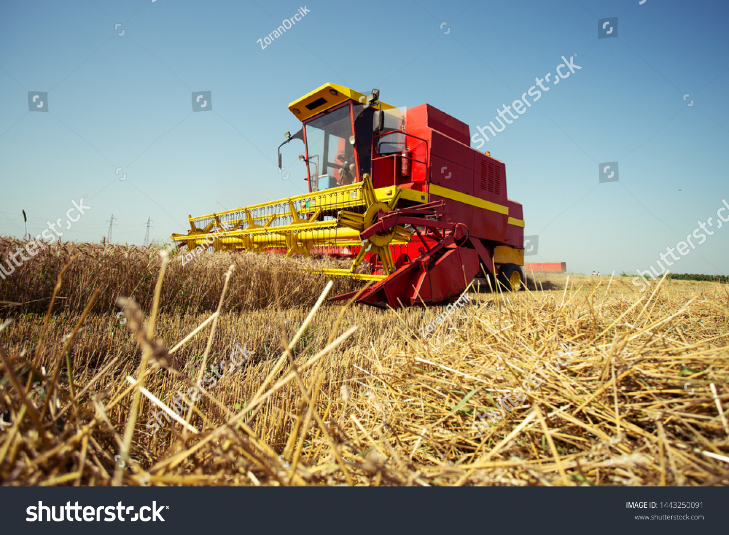 Combine harvester working on the wheat field #1443250091