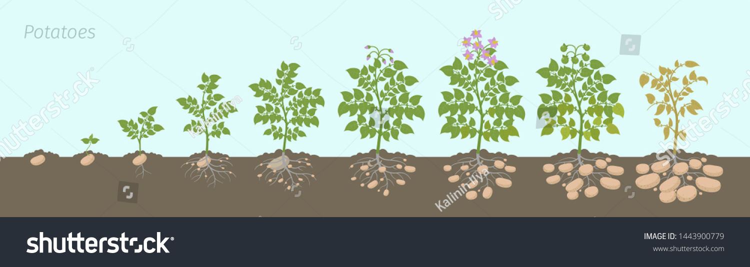 Crop stages of potatoes plant. Growing spud plants. The life cycle. Harvest potato growth progression In the soil. #1443900779