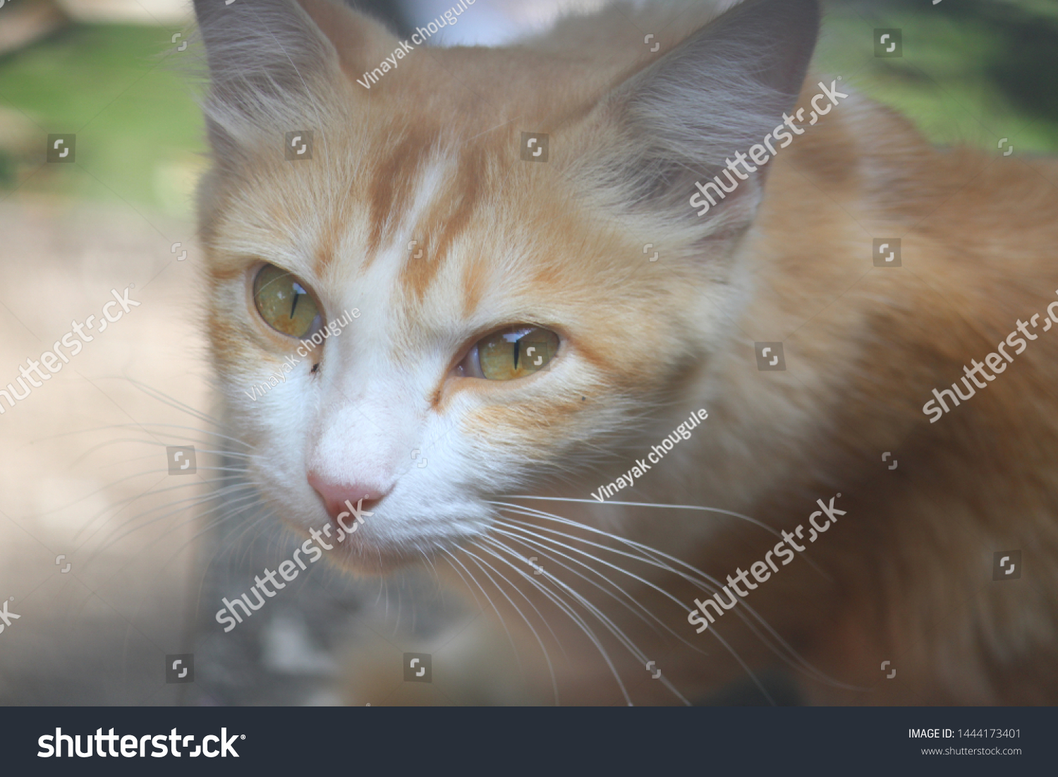 Beautiful cute cat cute cute #1444173401