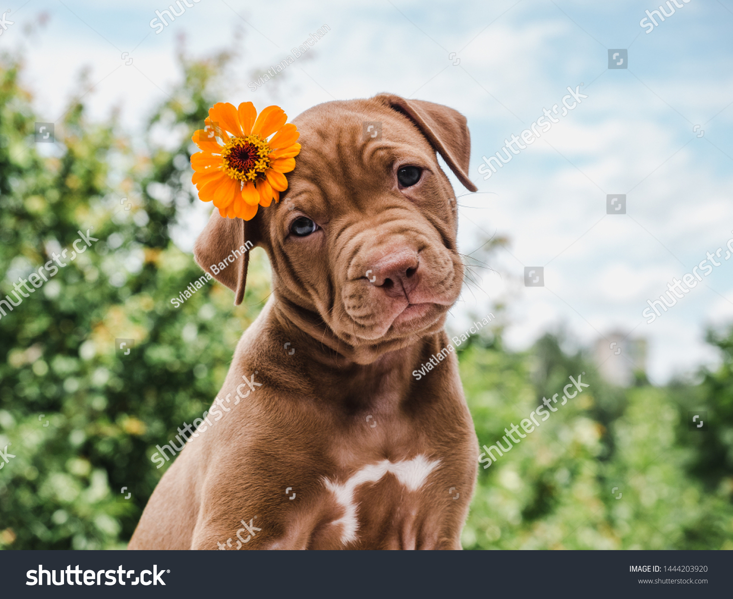 Cute, charming puppy, sitting on a soft rug on a background of green trees, blue sky and clouds on a clear, summer day. Close-up. Pet care concept
