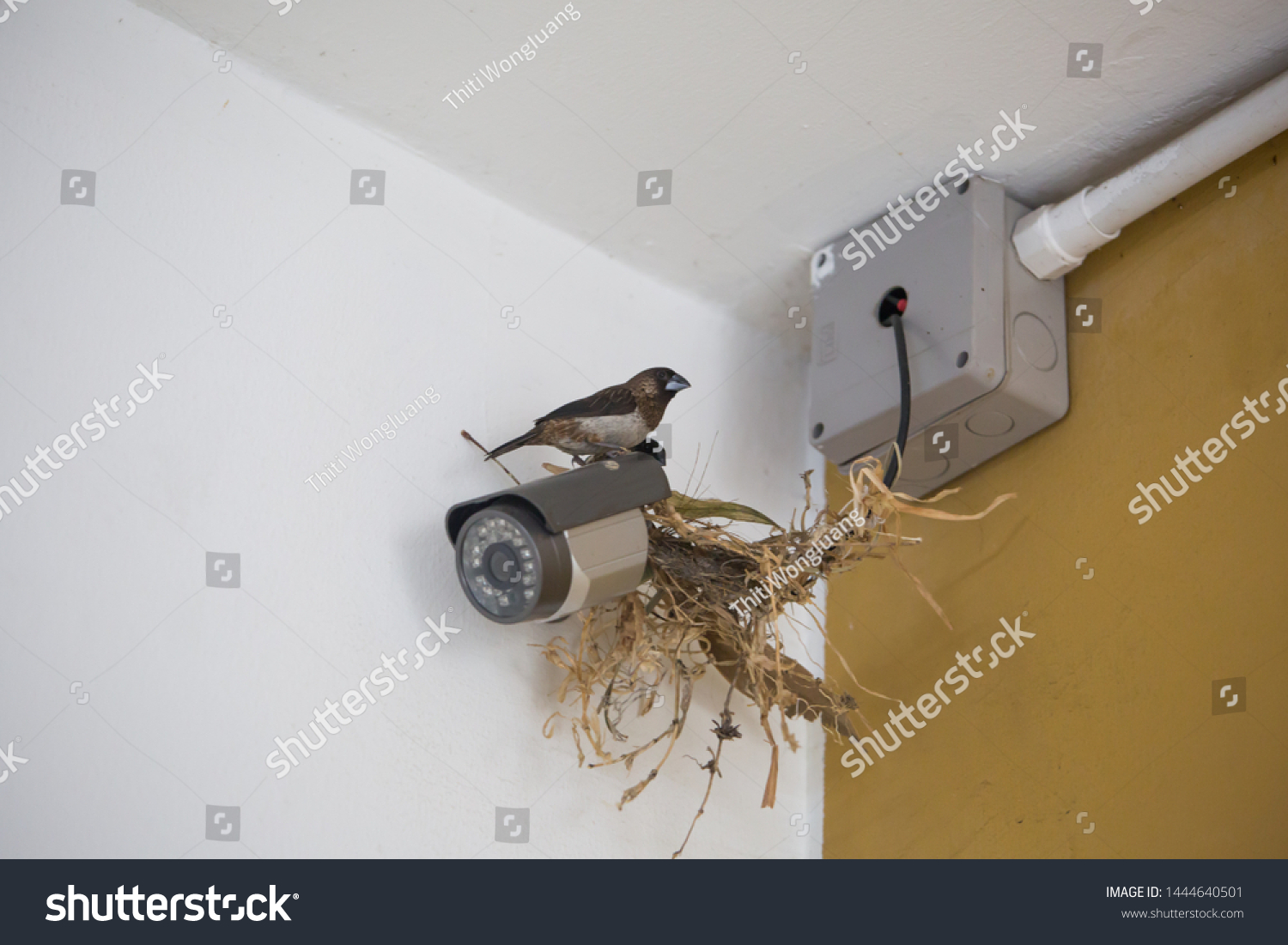 Bird makes nest on cctv camera inside building, a big problem for resident, bird habit might bring disease and cause health problem.  #1444640501