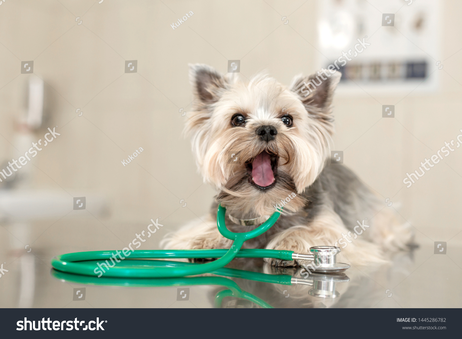 A cute dog breed Yorkshire Terrier is lying on the table with a stethoscope in a veterinary clinic.
Inspection in a veterinary clinic. Happy dog vet. Dog grimaces and shows tongue close-up. #1445286782
