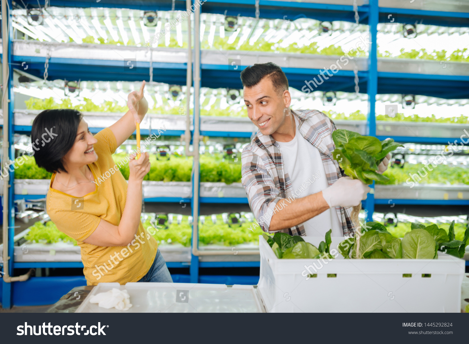 Loving wife. Loving wife making photo of her handsome husband holding lettuce while standing in greenhouse #1445292824