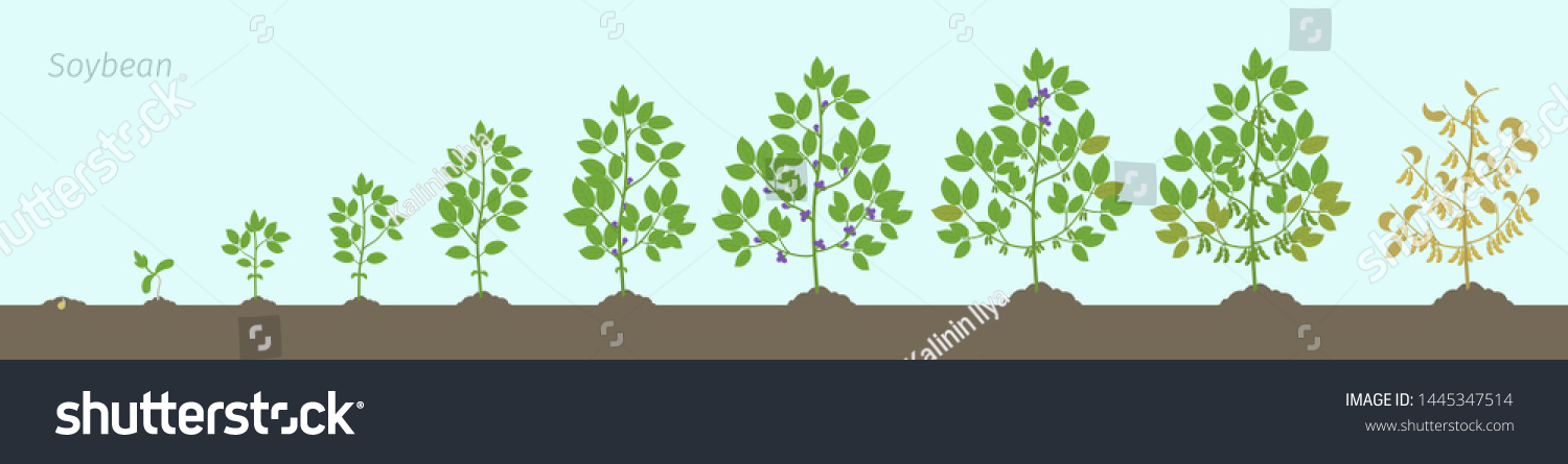 Growth stages of Soybean plant. Soya bean phases - Royalty Free Stock ...