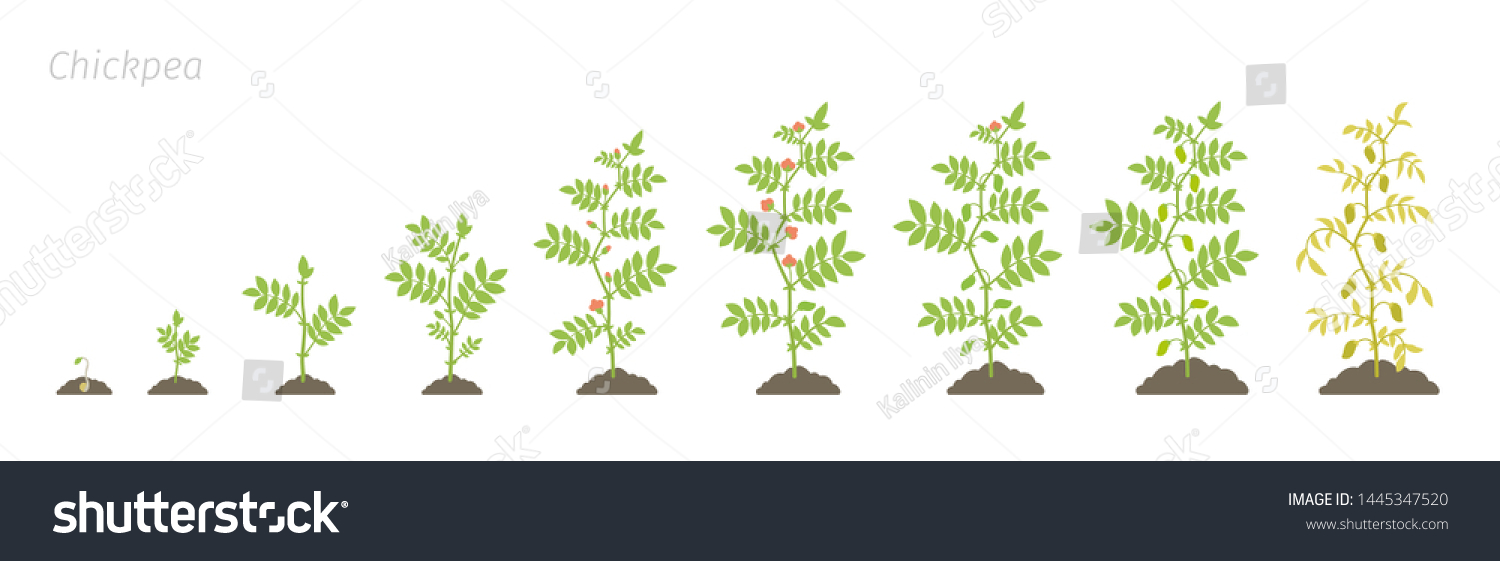 Crop stages of Chickpea. Growing animation chick - Royalty Free Stock ...