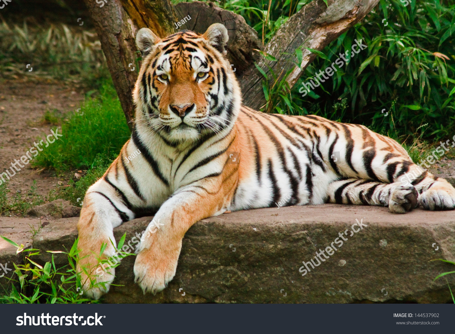 Siberian tiger (Panthera tigris altaica)  #144537902